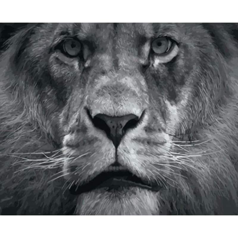 Lion Diy Paint By Numbers Kits VM95701 - NEEDLEWORK KITS