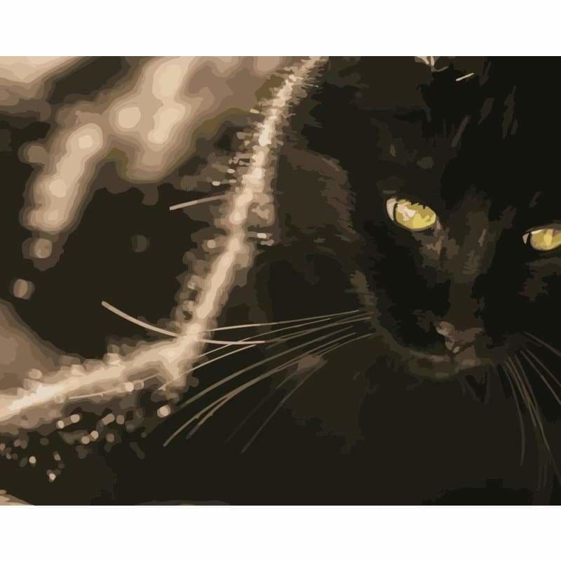 Black Cat Diy Paint By Numbers Kits WM-1384 - NEEDLEWORK KITS