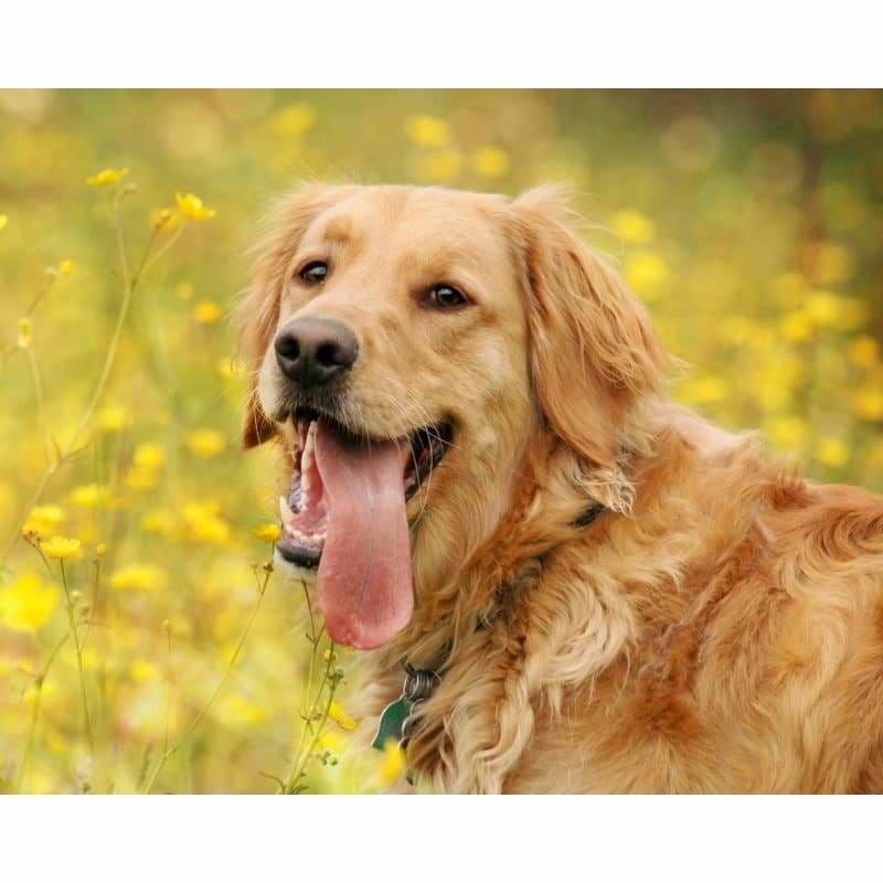 Dog Diy Paint By Numbers Kits PBN52134 - NEEDLEWORK KITS