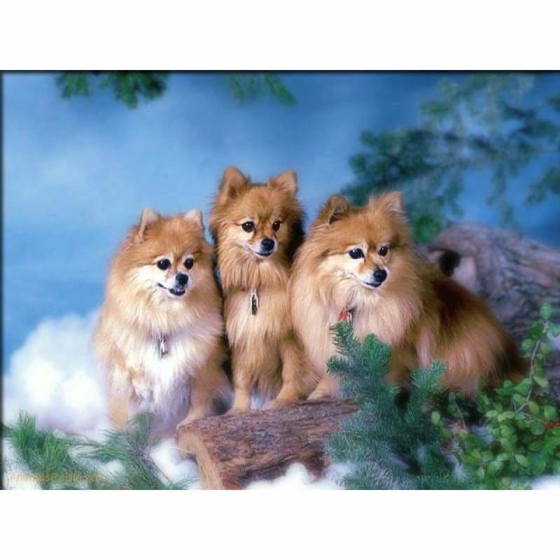 Dog Diy Paint By Numbers Kits PBN59453 - NEEDLEWORK KITS