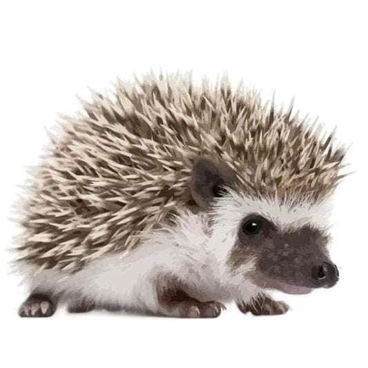Hedgehog Diy Paint By Numbers Kits PBN30133 - NEEDLEWORK KITS