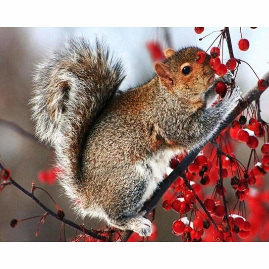 Squirrel Diy Paint by Numbers Kits DIY PBN96429 - NEEDLEWORK KITS