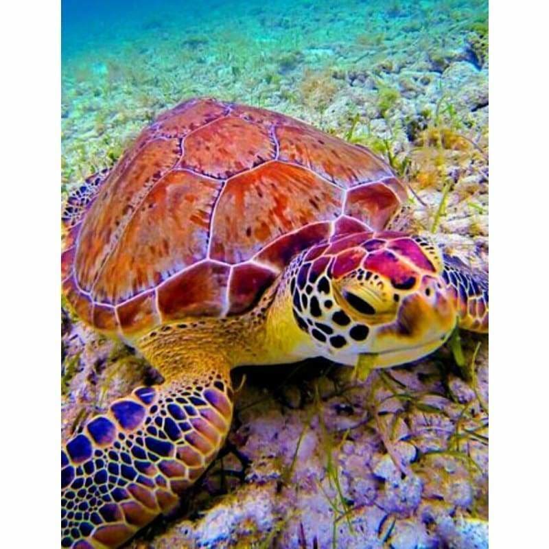 Marine Animal Kits